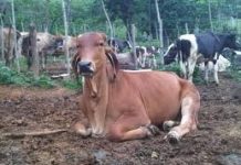 Desmantelan presunta banda de cuatreros en Monte Plata; habrían robado cerca de 300 reses desde 2012