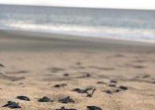 Medio Ambiente lanza en Miches temporada de tortugas tinglar para promover su conservación