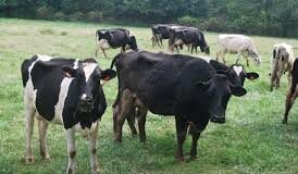 Condenan hombre a 5 años de cárcel por robarse 5 vacas en Monte Plata
