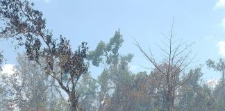 Envían por tres meses a cárcel de Anamuya a 9 hombres acusados de provocar incendios forestales en Verón Punta Cana