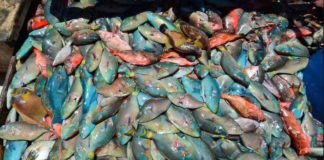 Vedan por dos años pesca de varias especies en RD