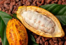 Cacao dominicano fortalece su presencia en Europa con avances hacia su denominación de origen