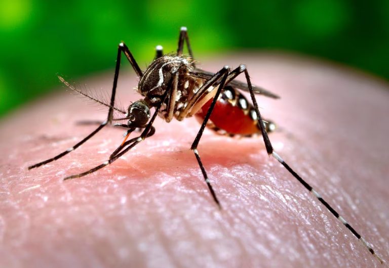 Gobierno dominicano lanza campaña nacional para combatir el dengue ante alarmante aumento de casos