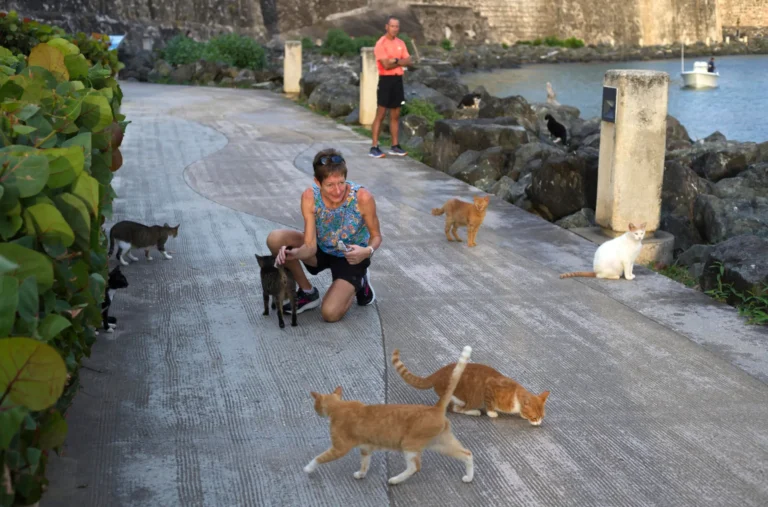 EE. UU. suspende temporalmente plan para eliminar gatos en el viejo San Juan en Puerto Rico