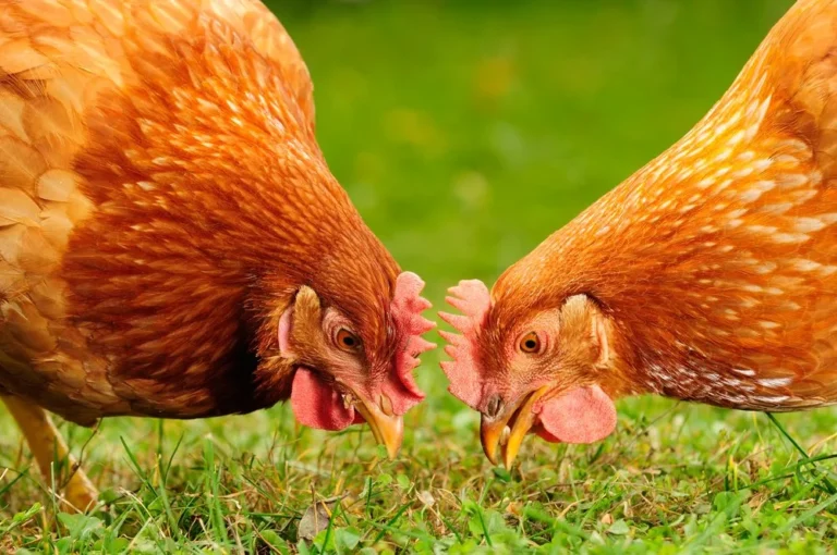 Reino Unido sancionará con 6.000 euros a quienes no tengan registradas sus gallinas a partir del 1 de octubre