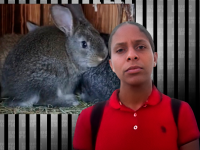 Va al cuartel a devolver un conejo y termina con tres meses de prisión preventiva, denuncia su esposa