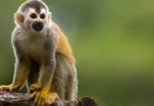 Comienza el traslado de especies exóticas de Puerto Rico al Zoológico Nacional Dominicano