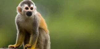 Comienza el traslado de especies exóticas de Puerto Rico al Zoológico Nacional Dominicano