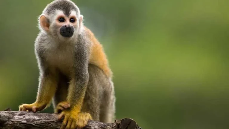 Comienza el traslado de especies exóticas de Puerto Rico al Zoológico Nacional Dominicano