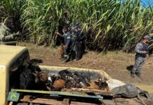 Policía recupera vehículo robado con 14 chivos en su interior en Quisqueya