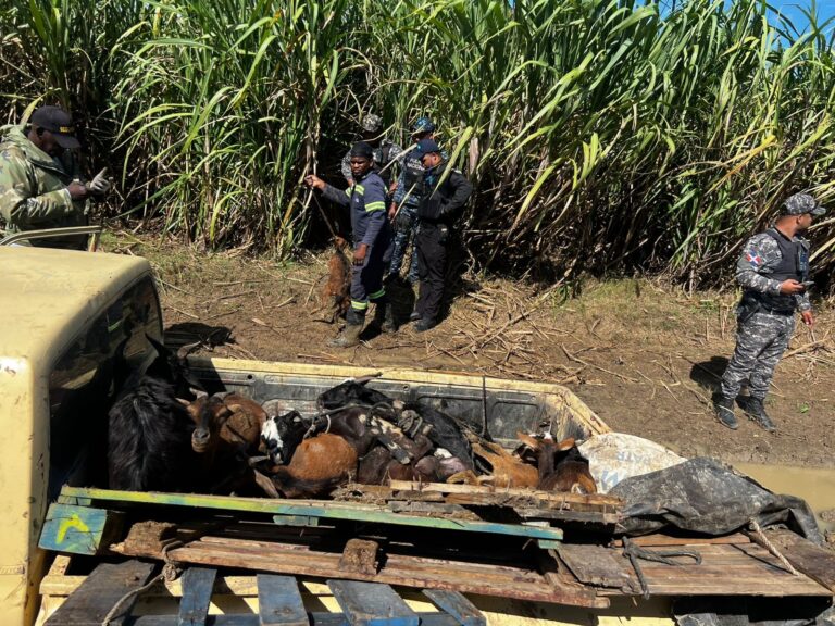 Policía recupera vehículo robado con 14 chivos en su interior en Quisqueya