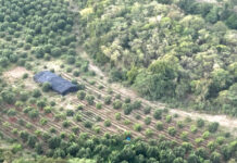 Desmantelan plantación de marihuana en Peravia; ocupan 1,835 matas de hasta dos metros
