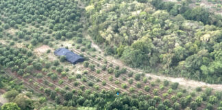 Desmantelan plantación de marihuana en Peravia; ocupan 1,835 matas de hasta dos metros