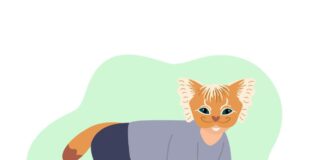 Un día en la vida de un therian