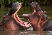 Colombia sacrificará 80 hipopótamos de Pablo Escobar para frenar crisis ambiental