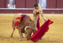 Luto en España: muere extorero tras brutal embestida en plaza de toros en Viernes Santo