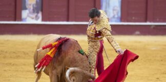 Luto en España: muere extorero tras brutal embestida en plaza de toros en Viernes Santo