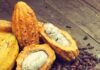 El cacao ratonero y los recuerdos achocolatados que aún huelen a campo de Miches