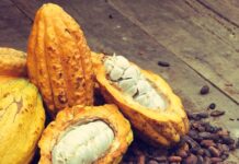 El cacao ratonero y los recuerdos achocolatados que aún huelen a campo de Miches