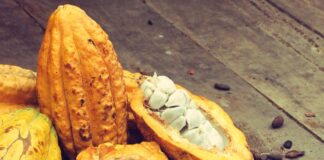 El cacao ratonero y los recuerdos achocolatados que aún huelen a campo de Miches