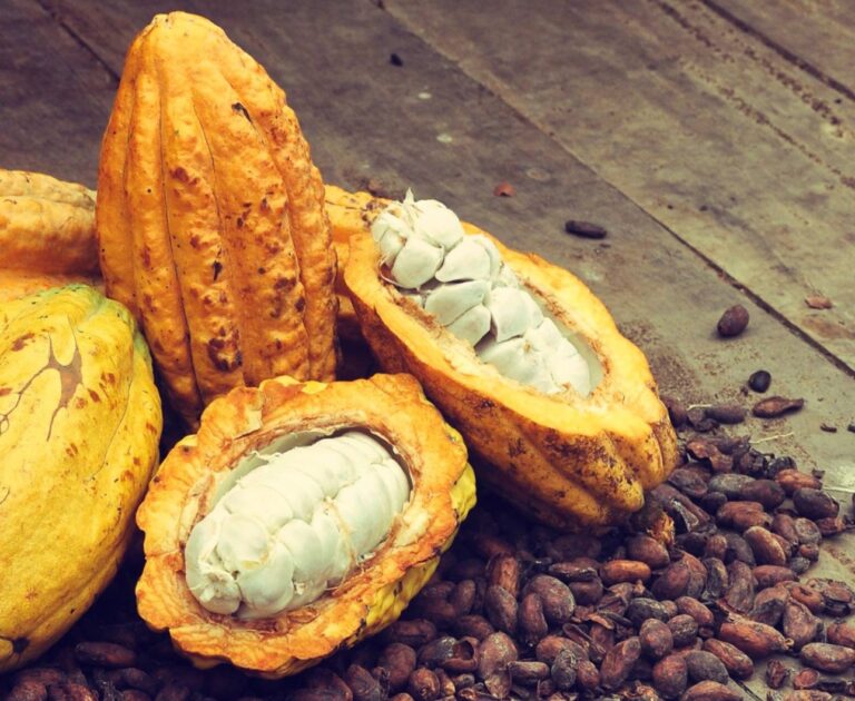 El cacao ratonero y los recuerdos achocolatados que aún huelen a campo de Miches