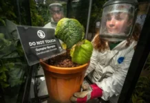 El jardín más peligroso del mundo: las plantas que pueden matar con solo tocarlas
