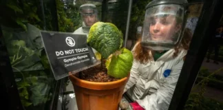 El jardín más peligroso del mundo: las plantas que pueden matar con solo tocarlas