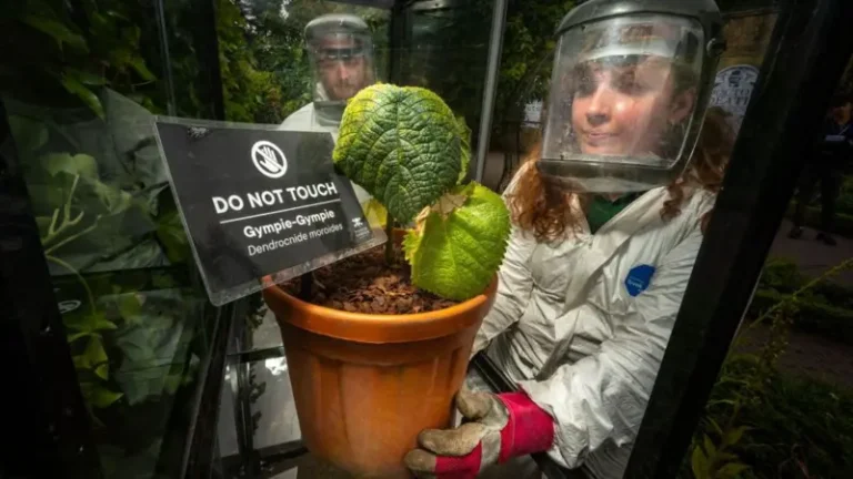 El jardín más peligroso del mundo: las plantas que pueden matar con solo tocarlas