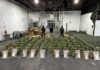 Cargamento incautado de 31.78 kilos de cocaína, valorado en más de RD$394 millones, fue camuflado en piñas para enviarlo al extranjero