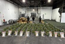 Cargamento incautado de 31.78 kilos de cocaína, valorado en más de RD$394 millones, fue camuflado en piñas para enviarlo al extranjero