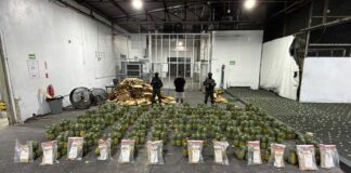 Cargamento incautado de 31.78 kilos de cocaína, valorado en más de RD$394 millones, fue camuflado en piñas para enviarlo al extranjero