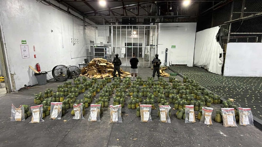 Cargamento incautado de 31.78 kilos de cocaína, valorado en más de RD$394 millones, fue camuflado en piñas para enviarlo al extranjero