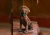 Scooby-Doo será interpretado por un perro real por primera vez en la historia