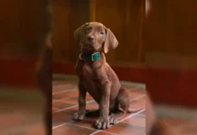 Scooby-Doo será interpretado por un perro real por primera vez en la historia