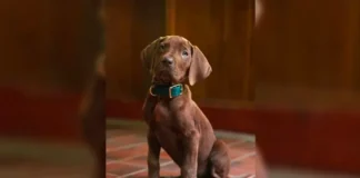 Scooby-Doo será interpretado por un perro real por primera vez en la historia