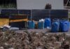 Desmantelan en Ocoa la mayor plantación de marihuana detectada hasta ahora en República Dominicana