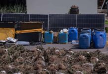 Desmantelan en Ocoa la mayor plantación de marihuana detectada hasta ahora en República Dominicana