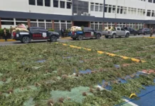 DNCD desmantela plantación con más de 3,000 matas de marihuana en las lomas de Ocoa y arresta a tres personas