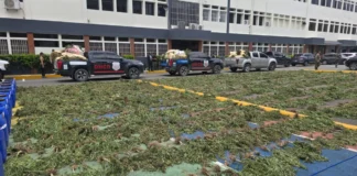 DNCD desmantela plantación con más de 3,000 matas de marihuana en las lomas de Ocoa y arresta a tres personas