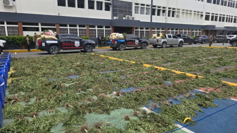 DNCD desmantela plantación con más de 3,000 matas de marihuana en las lomas de Ocoa y arresta a tres personas