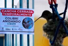Chile cierra una cancha por 60 días para proteger el nido de un colibrí