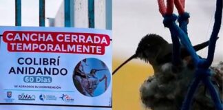 Chile cierra una cancha por 60 días para proteger el nido de un colibrí