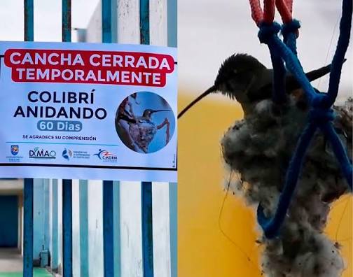 Chile cierra una cancha por 60 días para proteger el nido de un colibrí