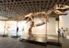 «Gus» el esqueleto de un Tyrannosaurus rex rompe récord al venderse por US$50.1 millones en subasta de NY