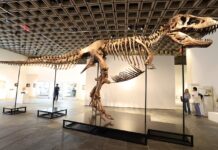 «Gus» el esqueleto de un Tyrannosaurus rex rompe récord al venderse por US$50.1 millones en subasta de NY