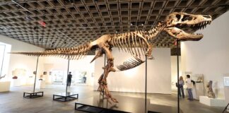 «Gus» el esqueleto de un Tyrannosaurus rex rompe récord al venderse por US$50.1 millones en subasta de NY