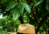 Cacao Green Ecoluxury: El nuevo motor socioeconómico de Monseñor Nouel