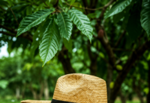 Cacao Green Ecoluxury: El nuevo motor socioeconómico de Monseñor Nouel