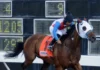 Se venden 12 caballos de carreras importados desde EE. UU. con precios entre US$2,500 y US$4,000