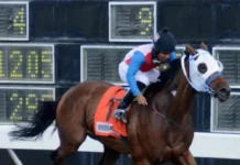 Se venden 12 caballos de carreras importados desde EE. UU. con precios entre US$2,500 y US$4,000